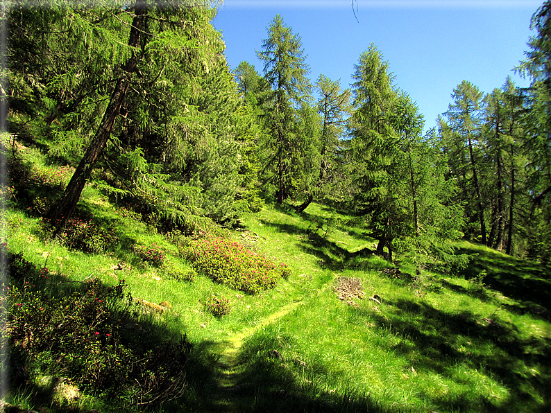 foto Malga Valsorda